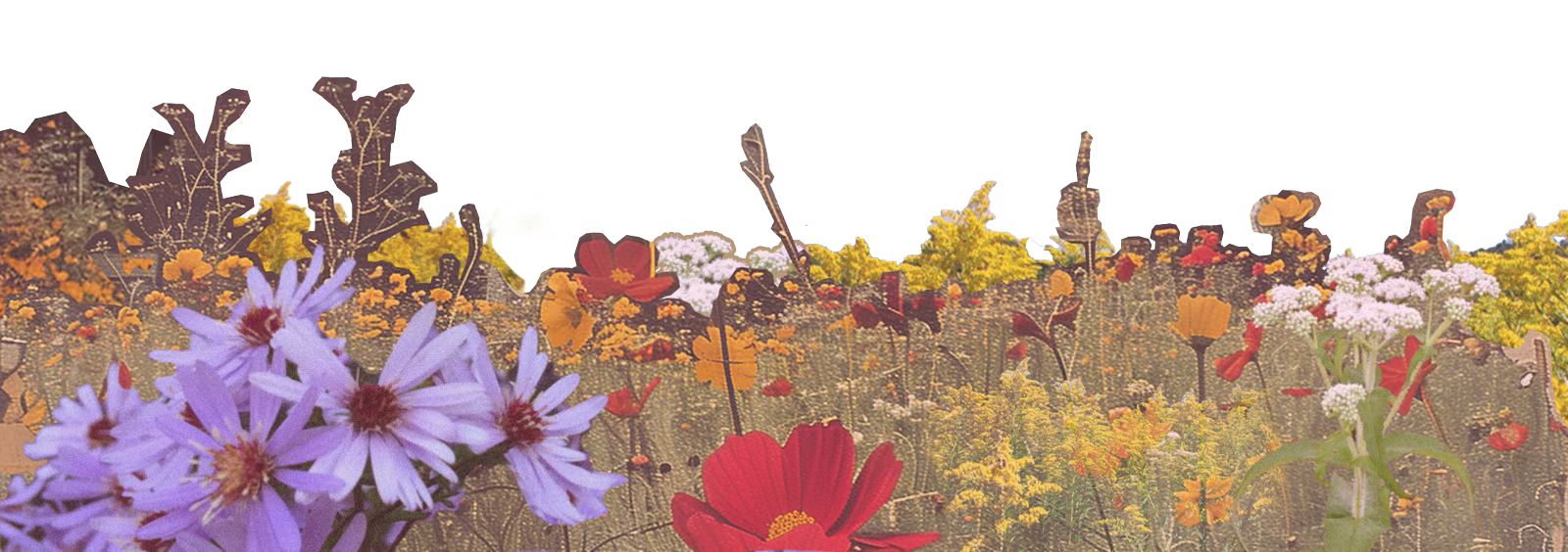 Wildflower collage
